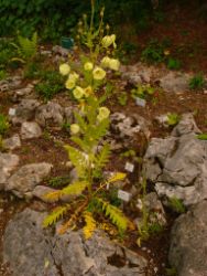 2013-08-18_Regina-F-Rau_Schachen_Blumen  (189).JPG